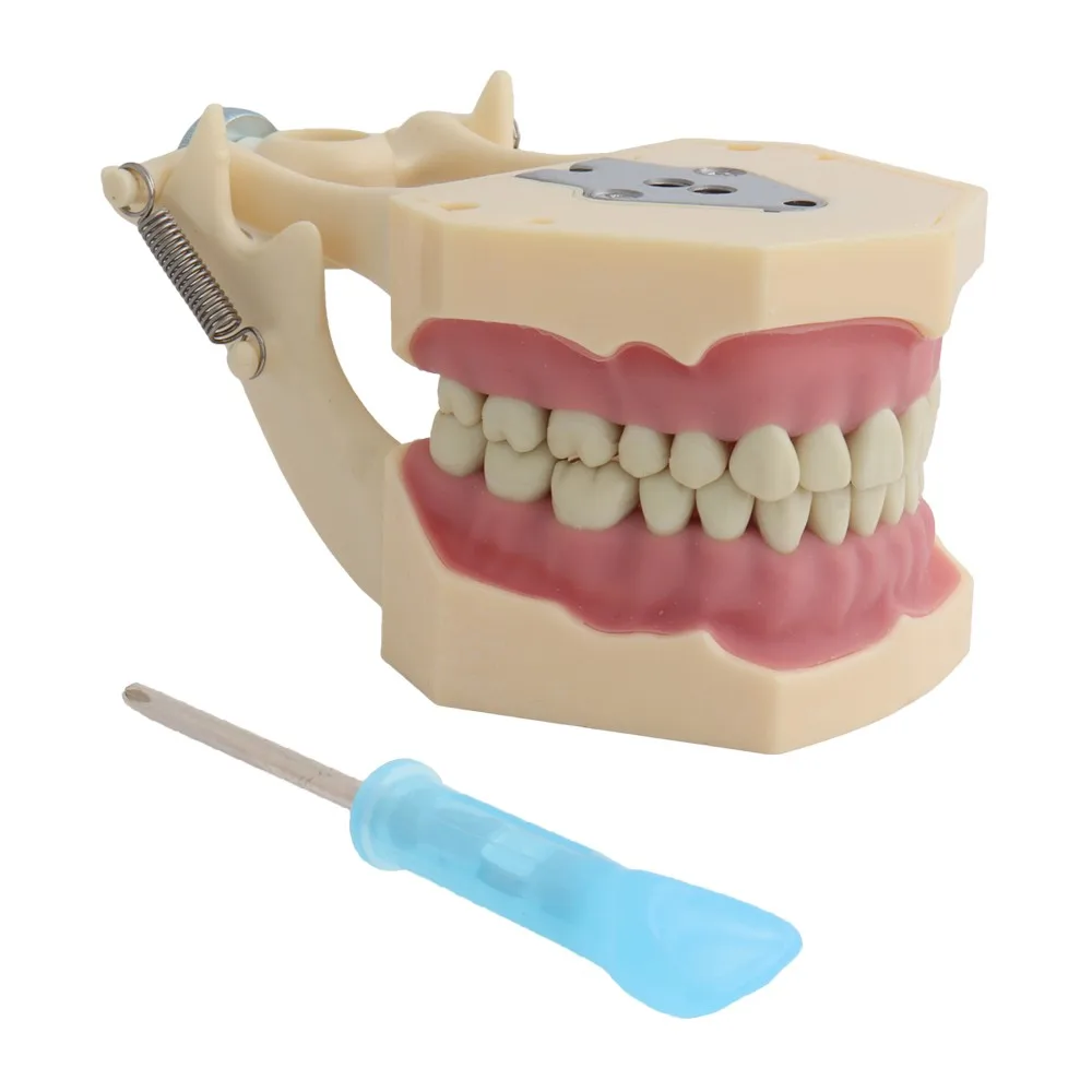 Teeth Model Fit Frasaco Dental Model Dental Teaching Model Standard Model with 32pcs Screw-in Teeths Demonstration