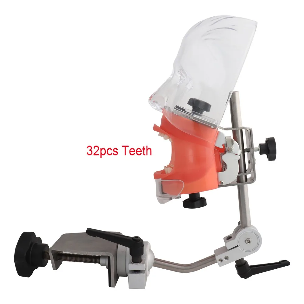 

Head Model Dental Simulator Phantom Head Model for Dentist Teaching Model Dentist Education Bench Mount 32pcs Screw-in Teeths