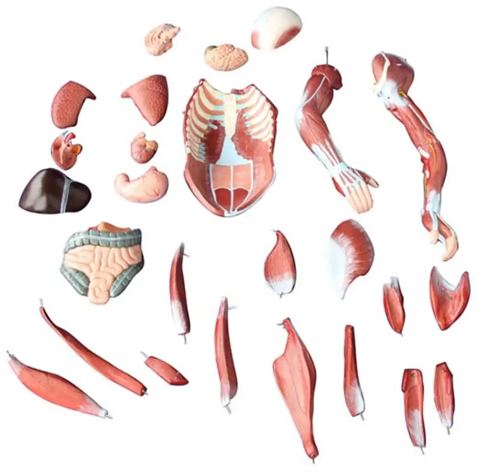 human medical anatomical 80CM human muscle model male 27 parts