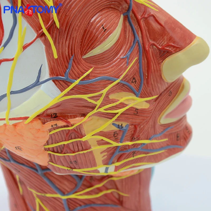 Human Head with Muscle and Nerve Blood Vessel Brain Anatomy Oral Cavity Throat Anatomical Model Skull Face Muscle Life Size