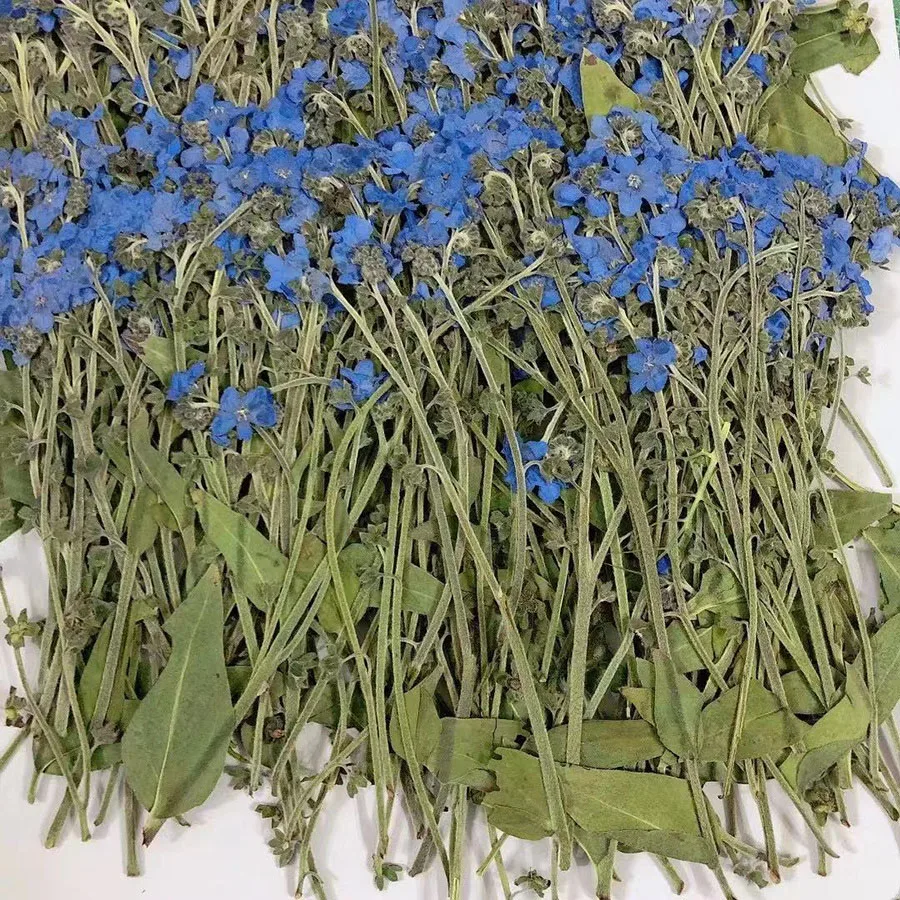 PMurcia-Fleur Naturelle vaccée Myosotis Sylvatica Forgetmenot, Plante Herbier pour Bijoux, Carte Postale, Signet, Coque de Téléphone, DIY, 250 Pièces