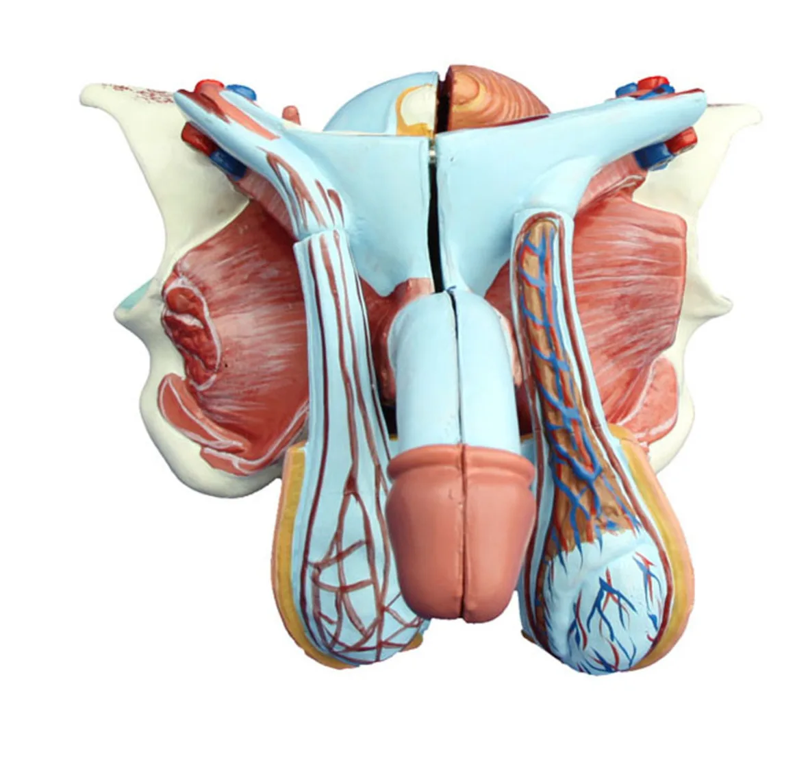 

Male Genital Organ Anatomical Model 5 parts,Interior and exterior structure of male genital organ