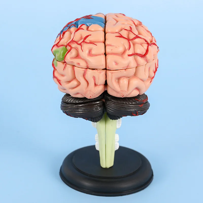 Mini modelo de cerebro humano, 32 piezas, desmontable, modelo anatómico, equipo educativo, herramienta de bricolaje, Ciencias médicas