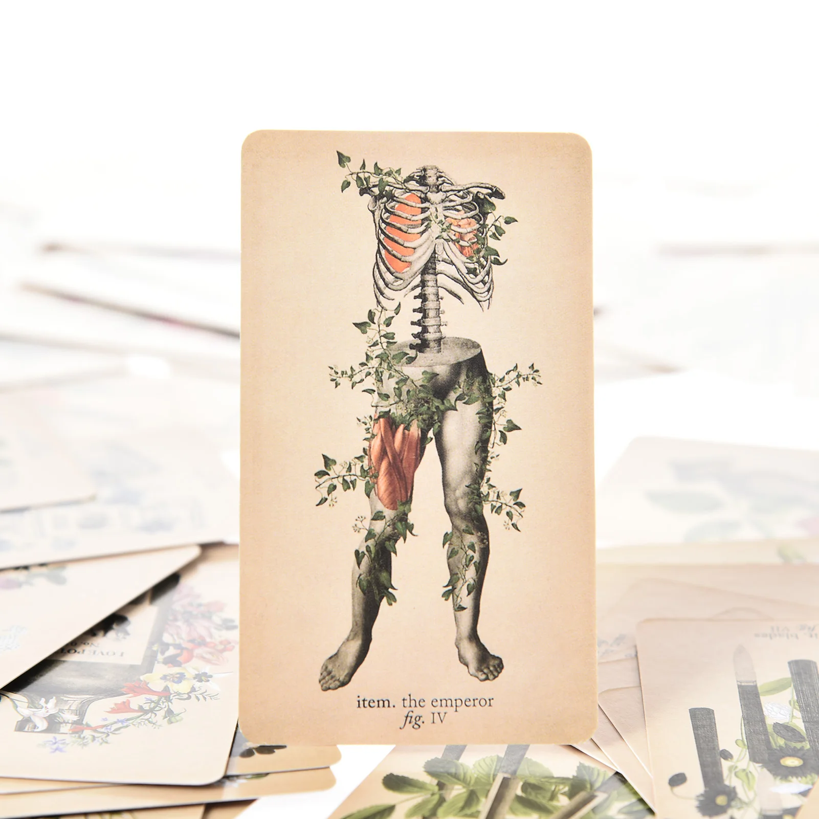 Jeu de cartes de tarot Antique Anatomy, version anglaise, guide PDF, jeux de société pour femmes, usage personnel