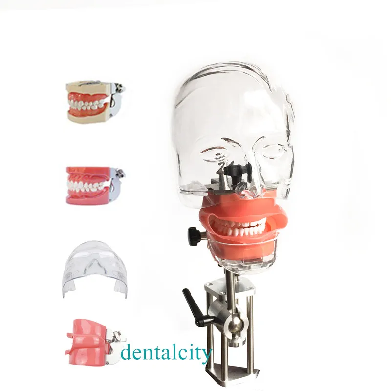 Head Model Dental simulator4000074621961 phantom head model with new style bench mount for dentist teaching model