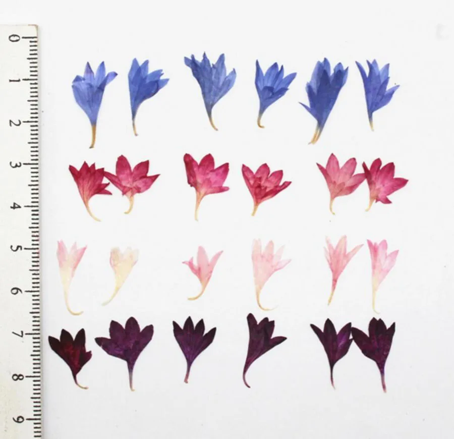 100pcs Pressed Dried Centaurea Cyanus L. Flower Plants Herbarium For Jewelry iPhone Phone Case Frame Bookmark Making Accessories