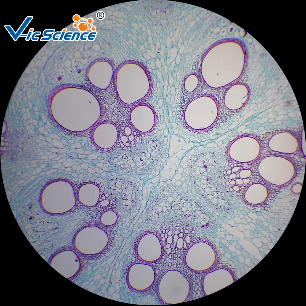 25 kinds of Biology Microscope Prepared  Educational Slides