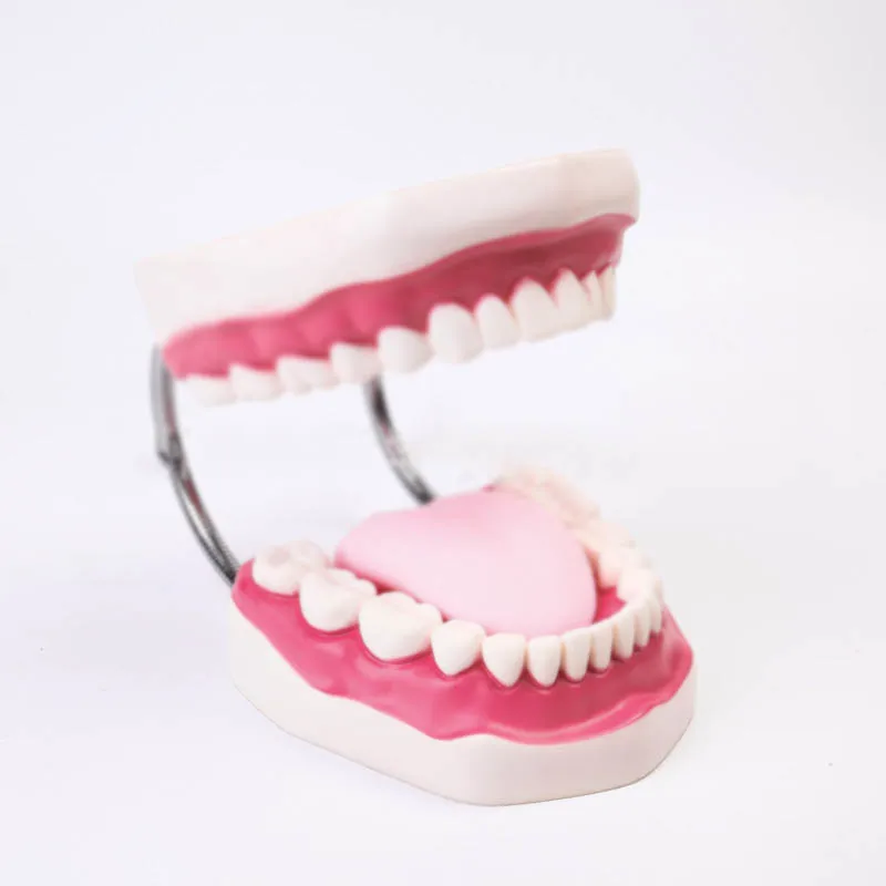 

Dental teaching model kindergarten teaching brushing model 6 times magnification early childhood education tooth toy