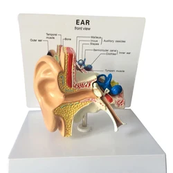 Formazione medica Anticipo di Plastica Modello di Anatomia Hearing Organo Modello Modello Orecchio