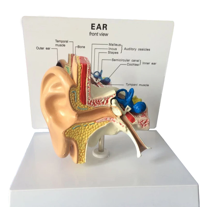 Medical  Education Advance  Plastic Anatomy Model Hearing Organ  Model  Ear Model