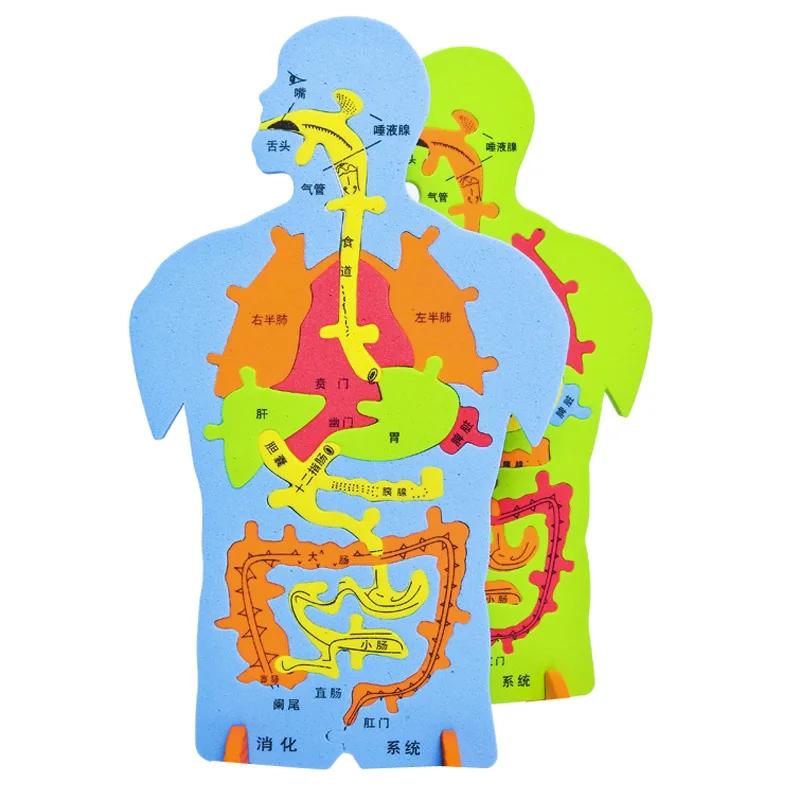 Doki Toy Technology To Produce Internal Puzzle Model Experiment Cognitive Large DIY Digestive System In Human Organs Popular2022