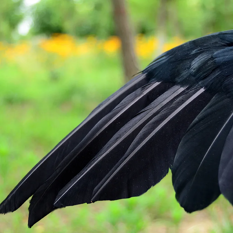 Halloween prop feathers Crow bird large 25x40cm spreading wings Black Crow toy model toy,Performance prop