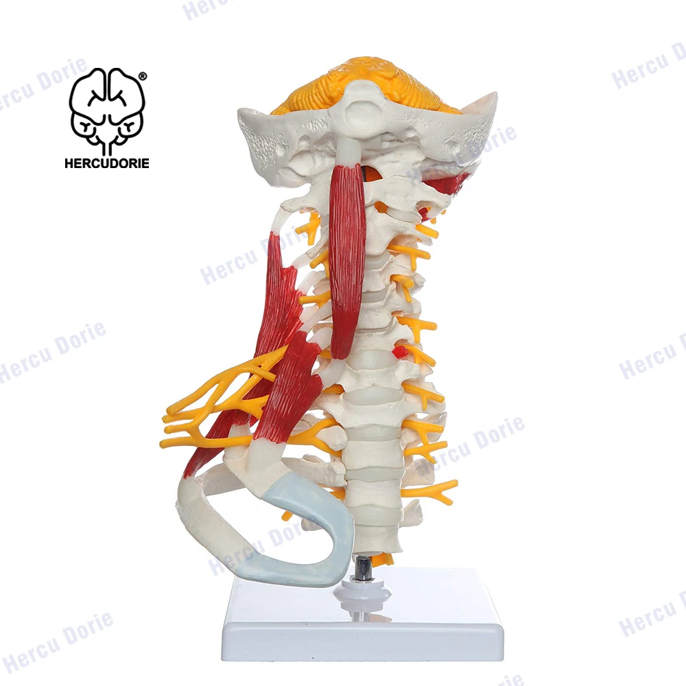 Spine Model | Human Body Anatomy Replica of Muscled Cervical Vertebrae for Doctors Office Educational Tool