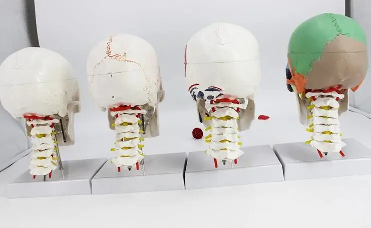 Adult Human Colorful Skull Anatomical Model Skeleton Head Model with Brain and spine