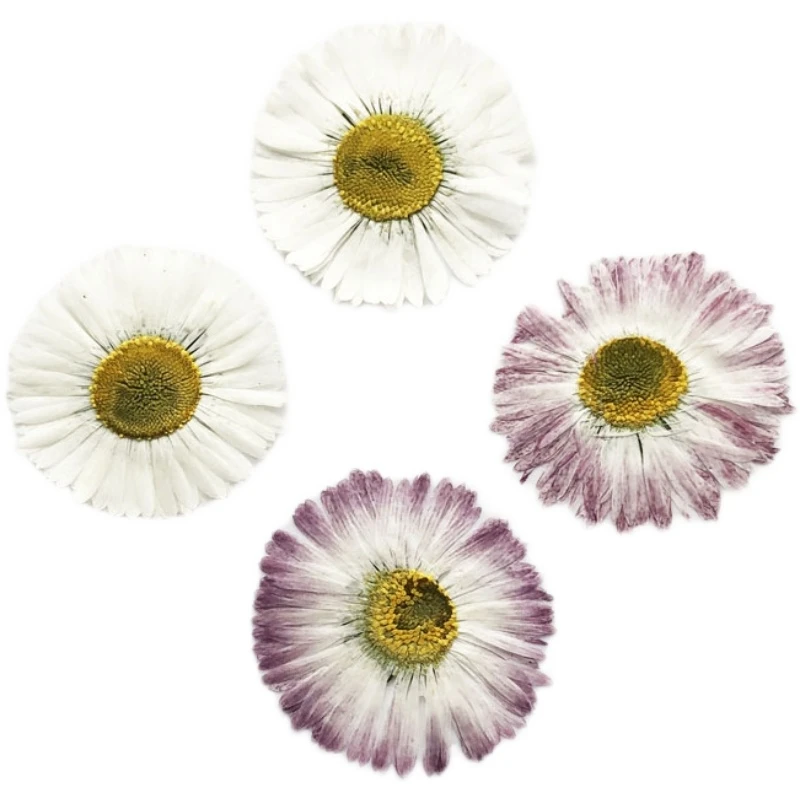 

30pcs 3-4cm Pressed Dried Daisy Marguerite Flower Plant Herbarium For Nail Art Make Up Jewelry Bookmark Phone Case Card DIY