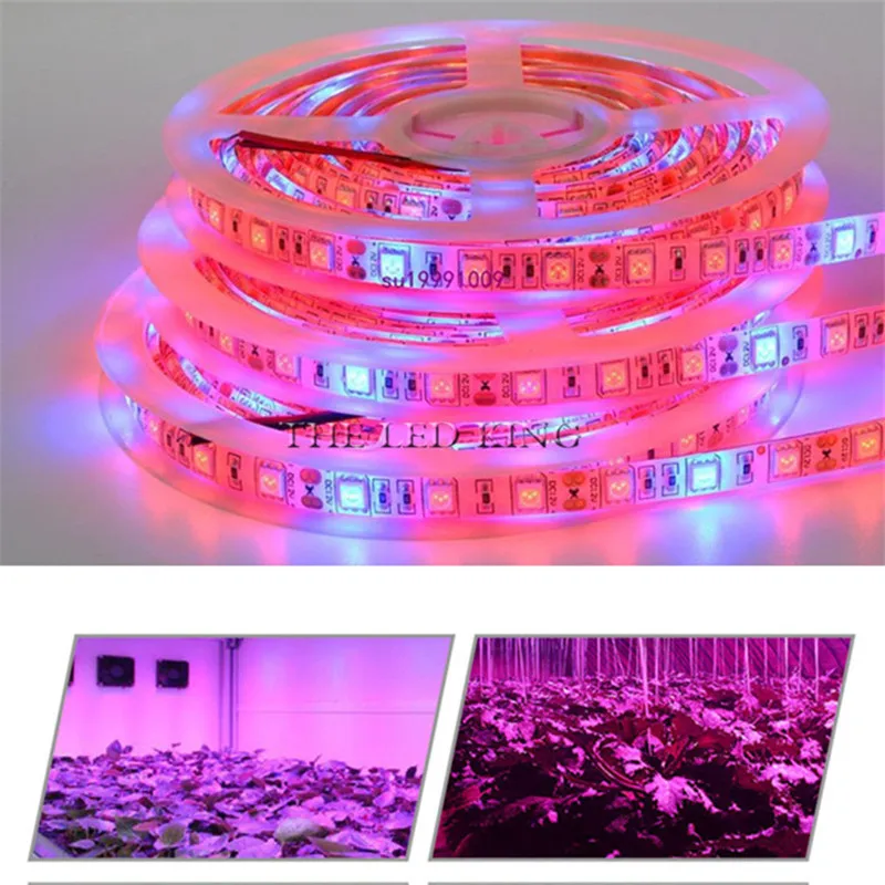 

LED Phyto Lamps Grow Lights SMD 5050 LED Strip Light DC12V Red Blue 3:1 4:1 5:1 for Greenhouse Hydroponic Plant Growing 5m/lot