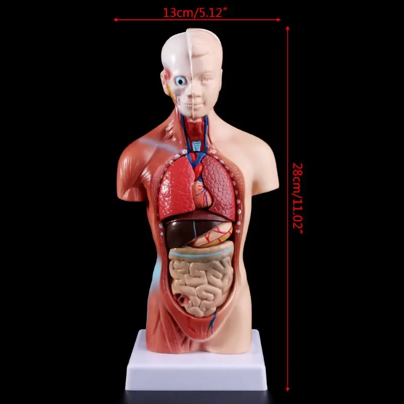 2023 New Human Torso Body Model Anatomy Anatomical Internal Organs For Teaching