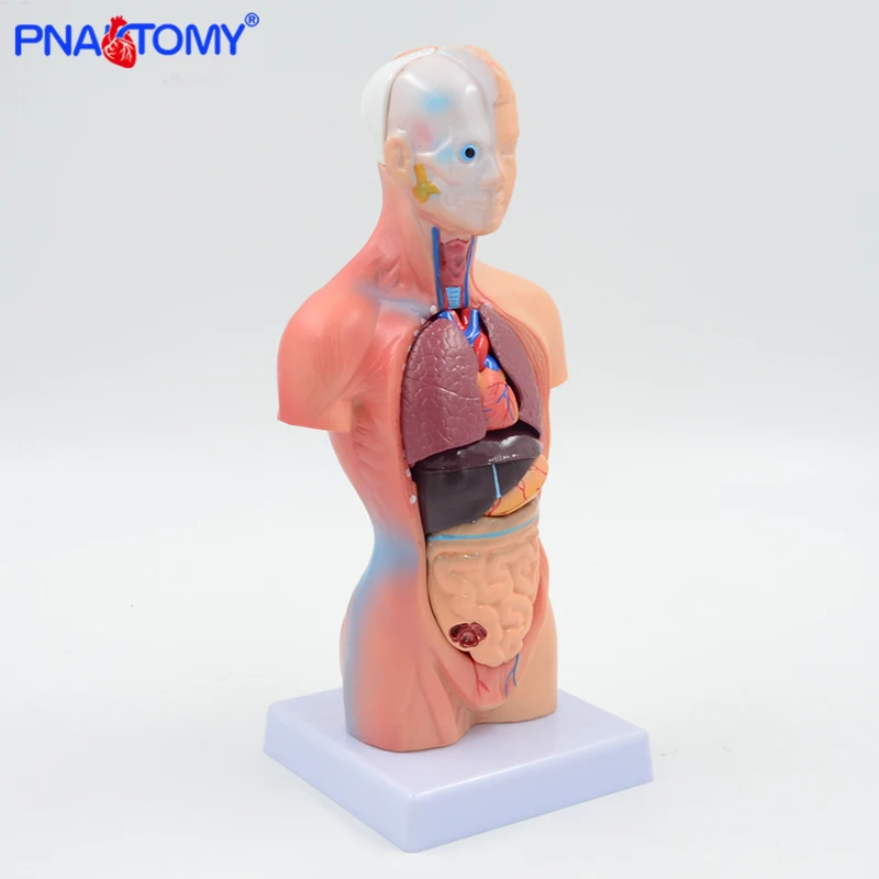 28cm human torso model internal organs brain heart stomach liver lungs urinary system anatomy tool educational equipment child