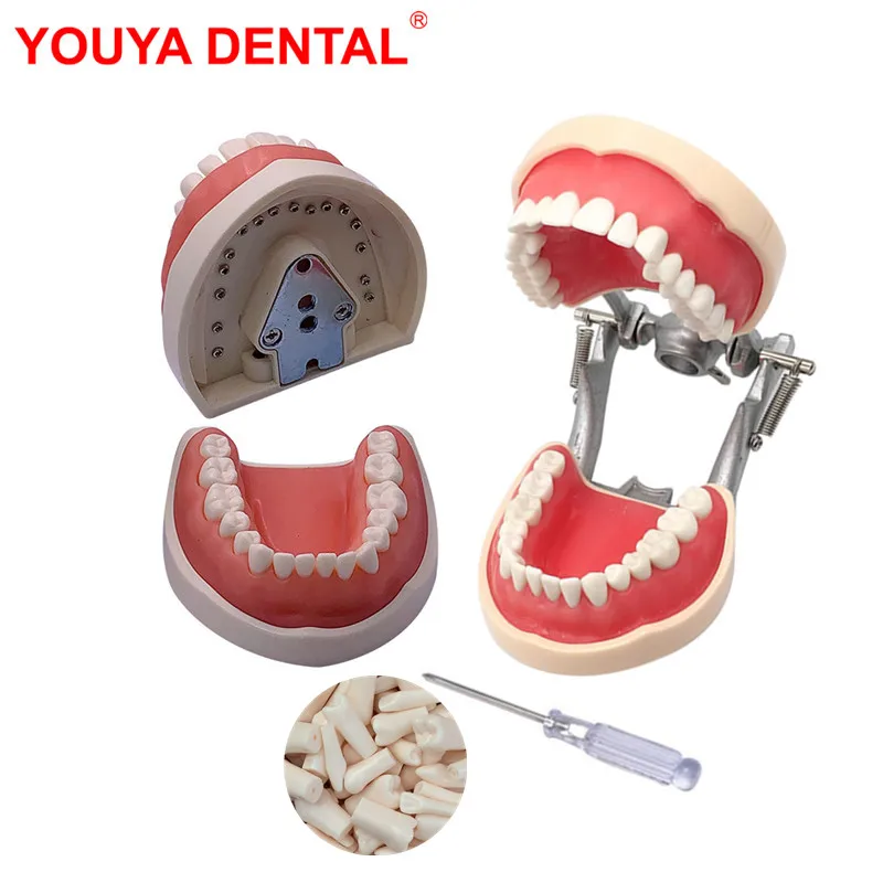 Dental Model Teeth Teaching Model With Gum Removable Tooth For Dentistry Technician Practice Training Studying Typodont Models