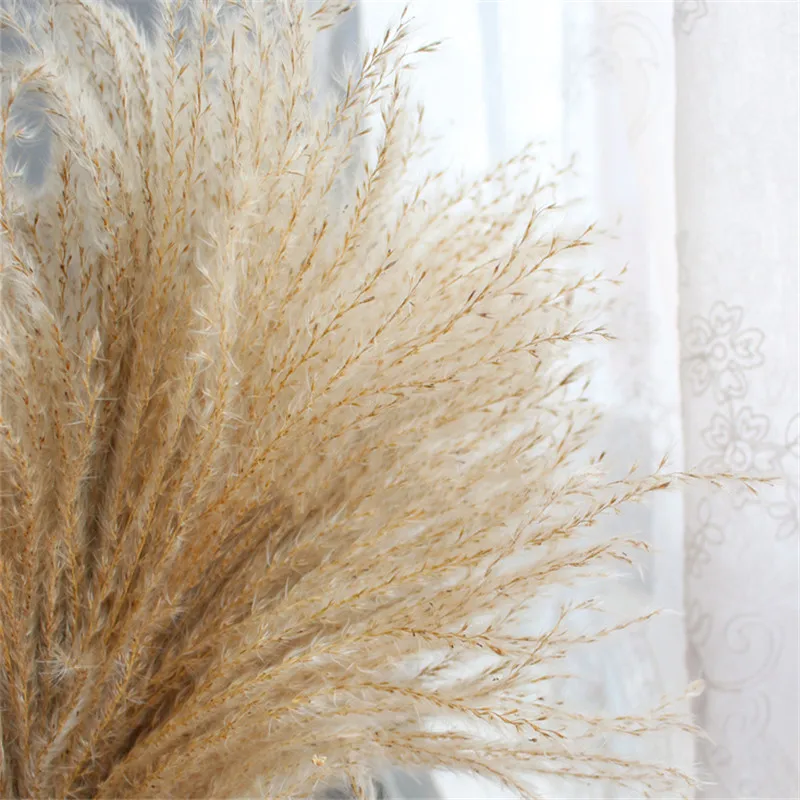 30pcs pampas wedding flowers bunch dried pampas grass natural reed christmas decoration pampas grass flower bunch