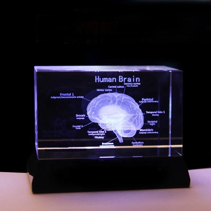 Hot Selling Brain Structure Cut Etched Glass Cube 3d Laser Engraved Crystal Cube Teaching Model Crystal for Hospital Souvenirs