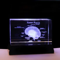 Hot Selling Brain Structure Cut Etched Glass Cube 3d Laser Engraved Crystal Cube Teaching Model Crystal for Hospital Souvenirs