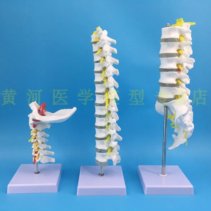 1:1 spine model human skeletal model cervical vertebra blood vessel thoracic nerve lumbar disc