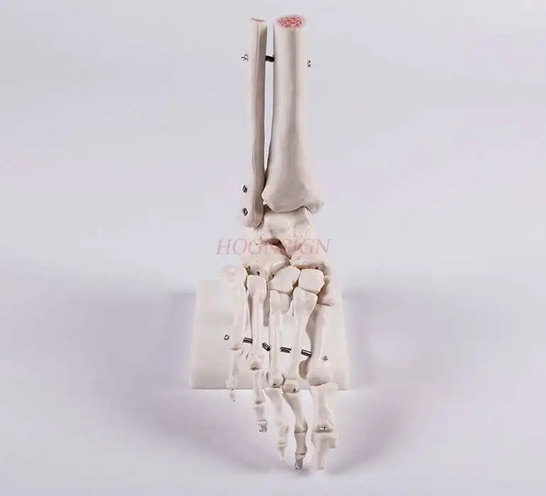 

Human foot bone model Toe joint skeletal model Foot bone medical teaching aids Finger joint teaching