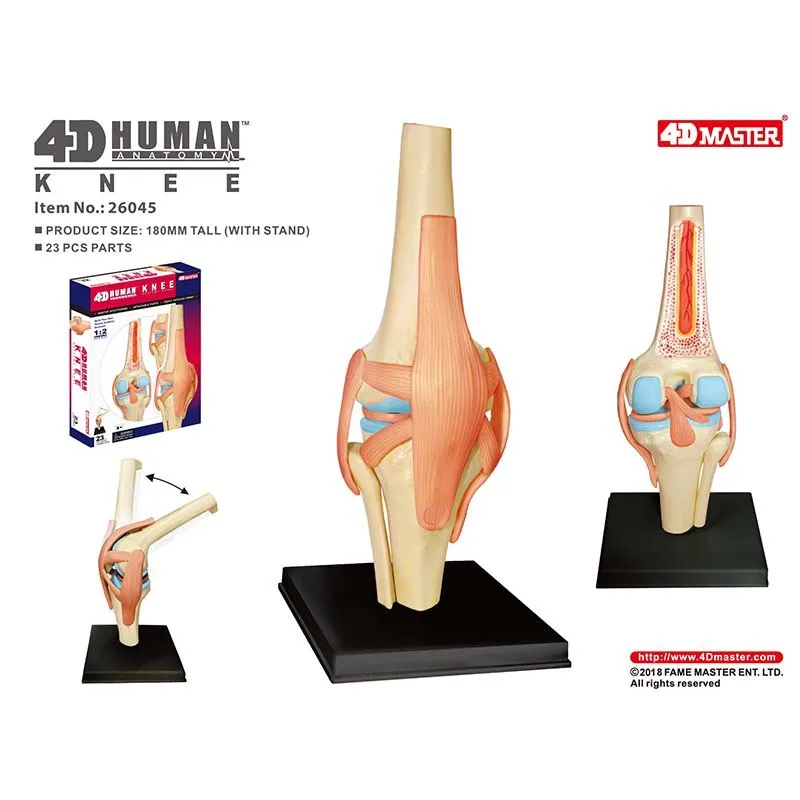 

4D Master Human Knee Joint Anatomy Model Medical Teaching Puzzle Assembling Toys DIY Science Popularization