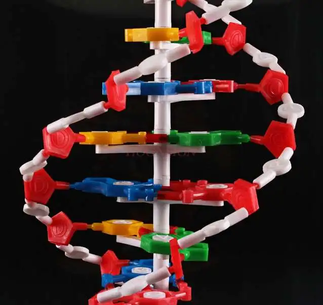 DNA double helix structure model High school DNA molecular structure model teaching aids Demonstration instrument