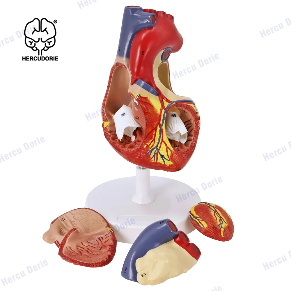 2 modelos anatômicos do coração humano aumentado, modelo anatômico preciso do coração anatômico para o estudo da ciência, sala de aula