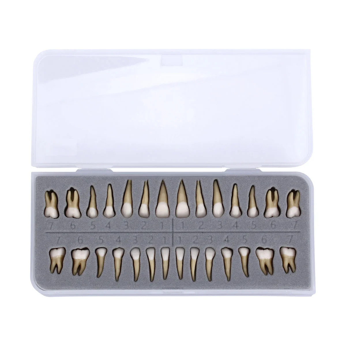 28 Pcs Dental demonstration permanent teeth teach study model 1:1 Dental Implant Dentist Practice Product teeth model