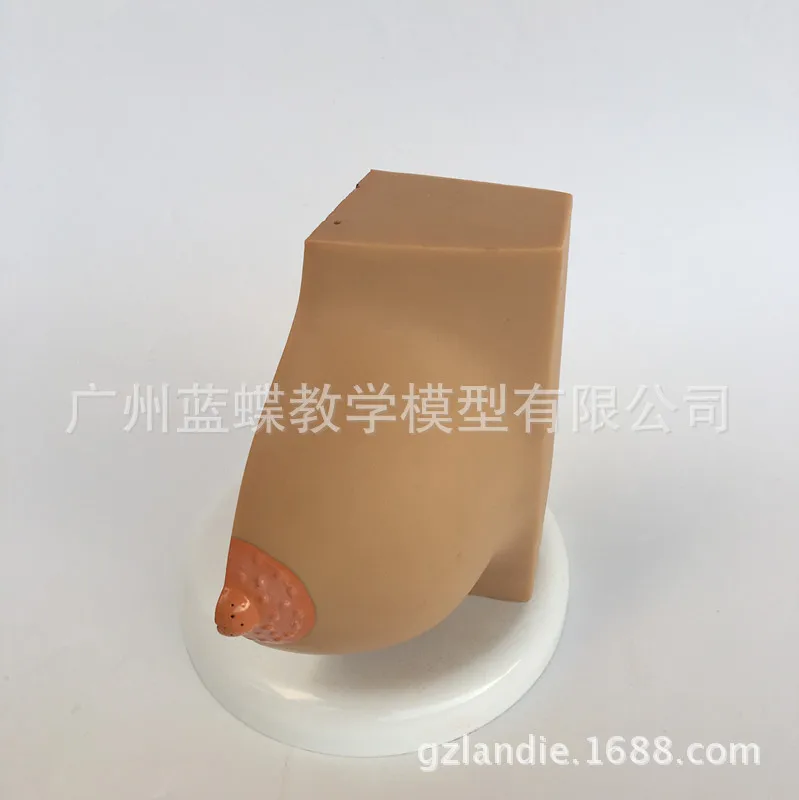 Female Stationary Phase Prolactin Breast Structure Anatomical Model