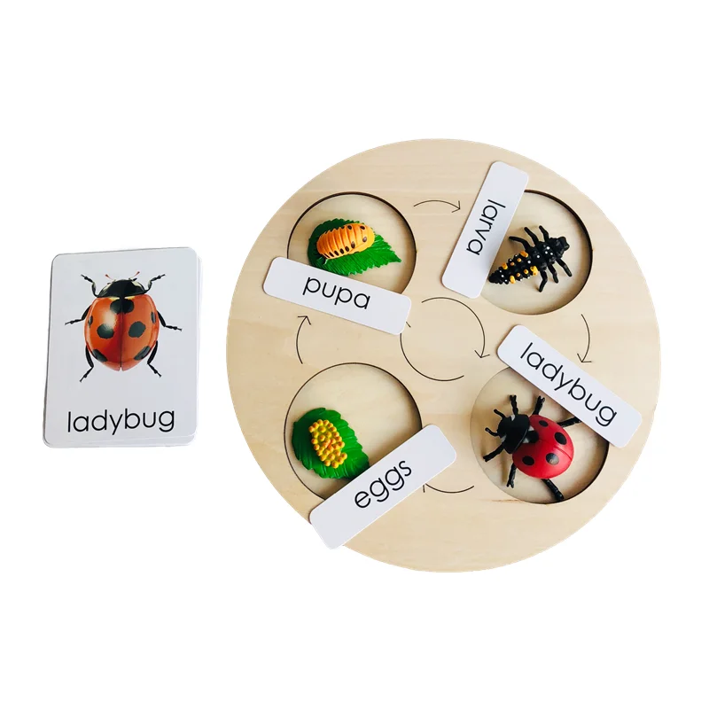 Montessori Ladybug Life Cycle Game Figures and Cards  Biology Language Learning Resources Early Childhood Educational Materials