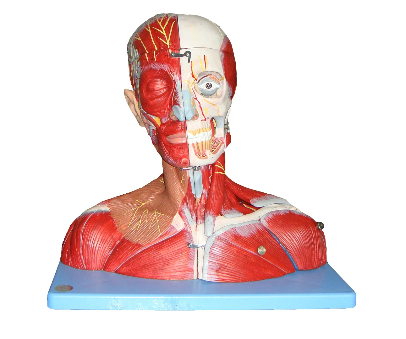 

Deluxe Head and Neck with Vessels, Nerves and Brain. Anatomical Model of Head and Brain