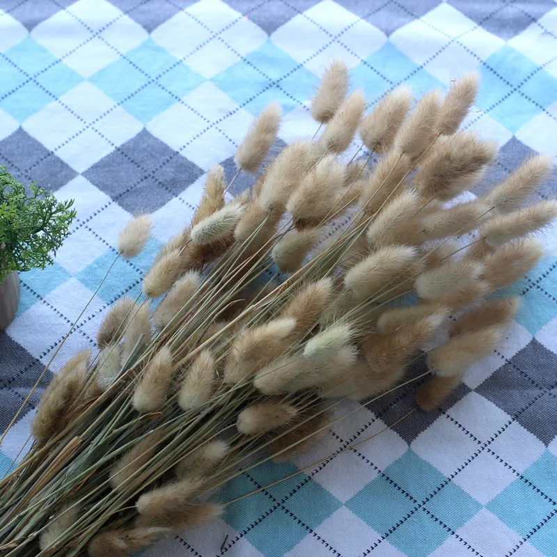 

30pcs Natural Dried Flower Primary Color Rabbit Tail Grass Dog Tail Prairie Home Decoration Photo Props Easter Table Dekoration