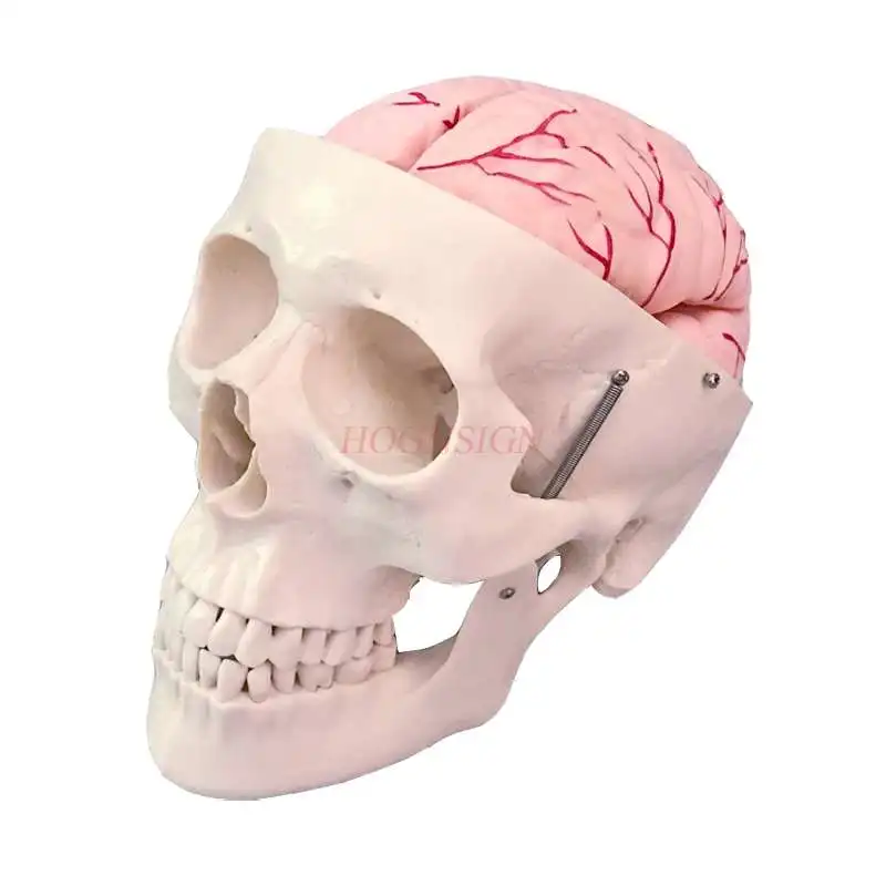 

Skull Model Skull Structure Band Cerebral Artery Model Skeleton Structure Making Teaching Skull Teaching Model Medicine