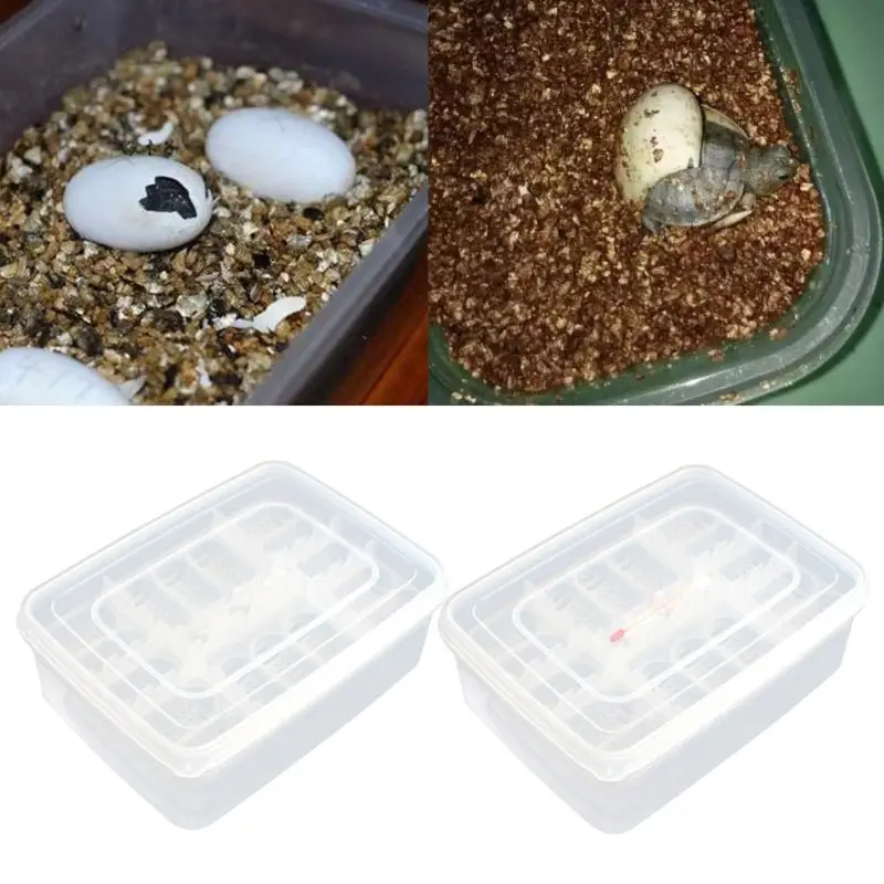 Clear Lizard: The Transparent Solution for Reptile Egg Incubation