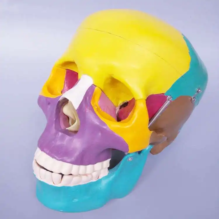 نموذج جمجمة ملون نموذج جمجمة تقسيم هيكل عظمي نموذج تعليمي جمجمة وسائل تعليمية طبية #2