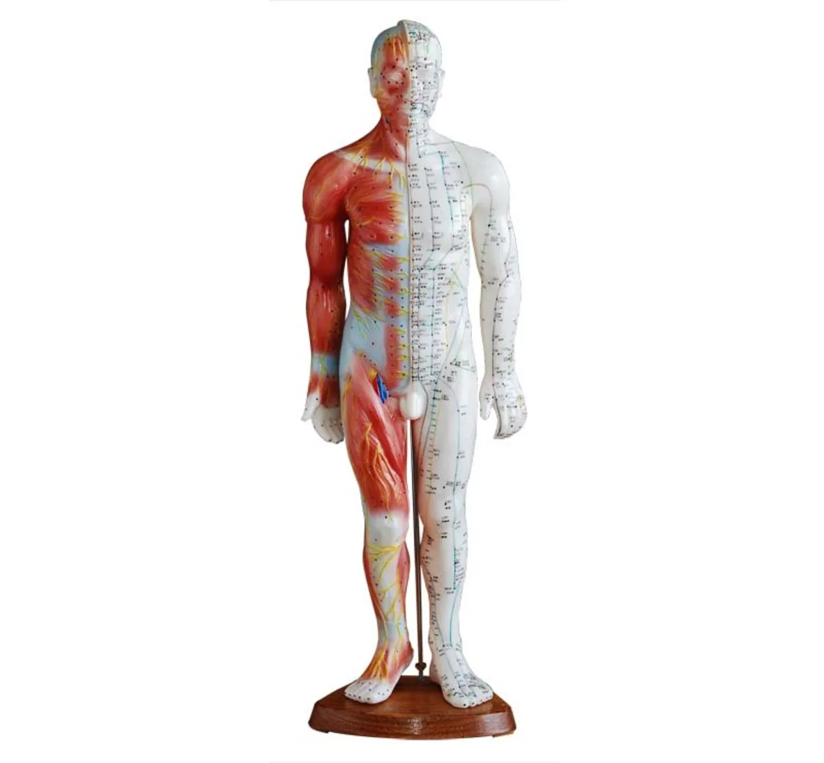 

Acupuncture&Muscle Model 55cm Male