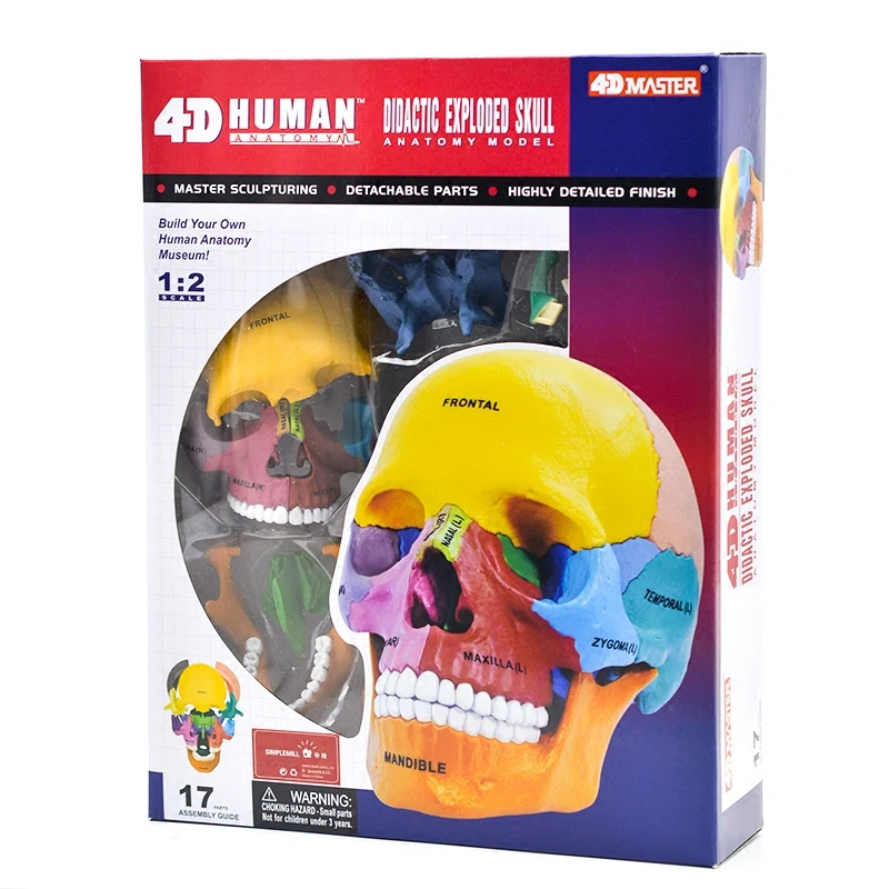 Human Exploded Colored Skull Model 17 Parts Anatomy Model Detachable DIY Toy Educational Equipment with Manual 4D MASTER