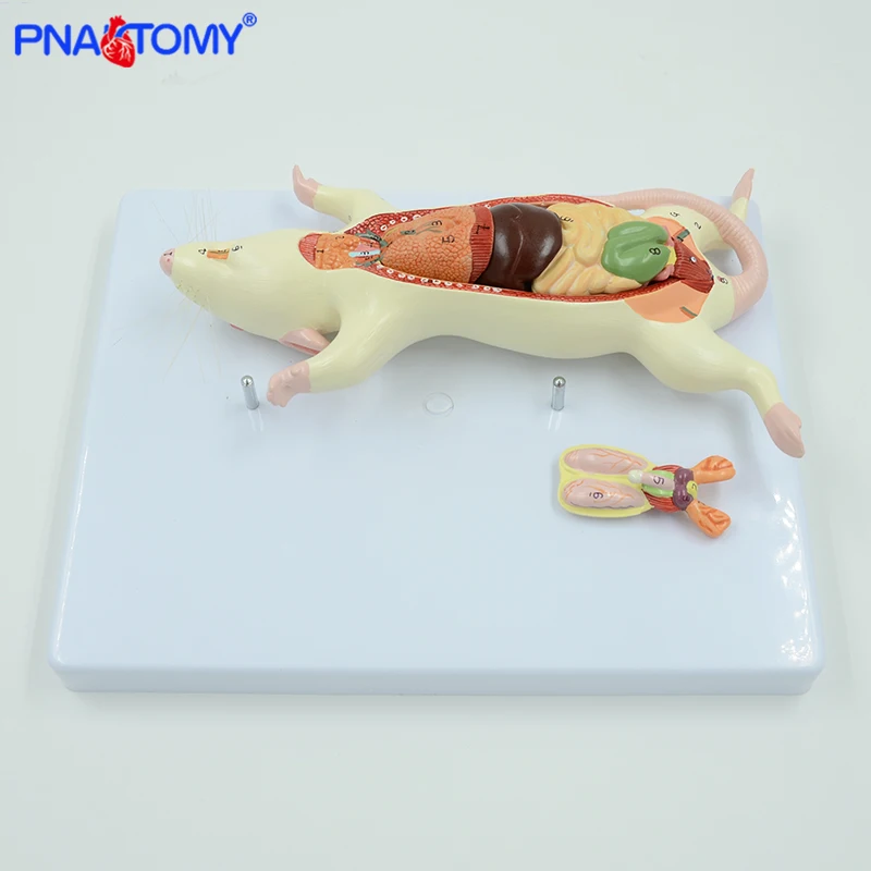 Rat Anatomy Model White Mouse Internal Organ Structure Anatomy Biology Teaching Experimental Animal Anatomical Husbandry Study