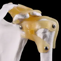 2025 New Functional Anatomical Life Size Human Anatomy Skeleton Shoulder Joint Bone Muscle Model For Teaching Study Tool