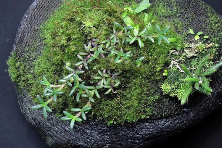 2mm Regenwald-Wassertank-Pflanzen-Epiphytisches Netzgewebe aus Polyesterfaser, feuchtigkeitsspendendes, atmungsaktives Moosfaser-Luftnetzgewebe – Detail 5