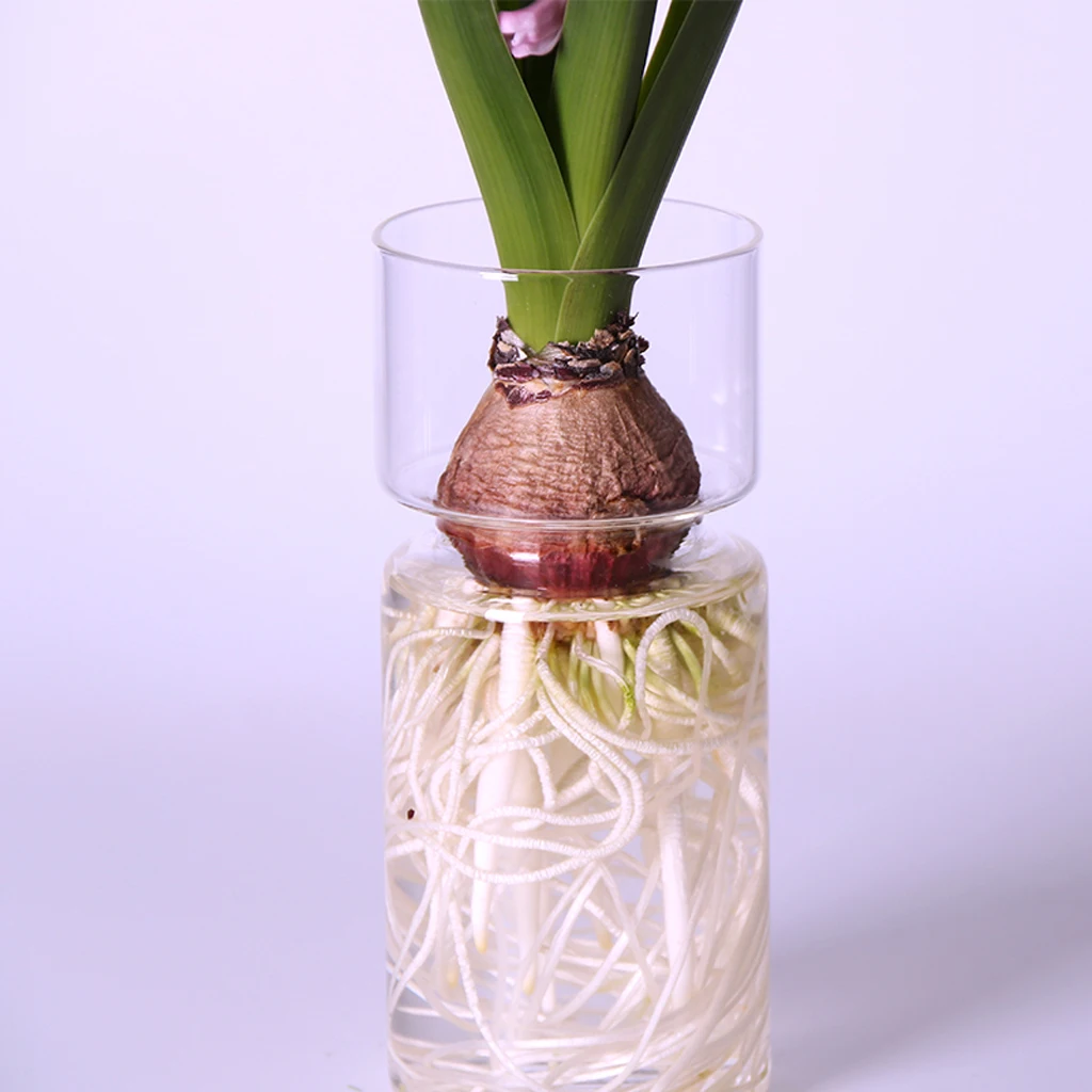 Clear Glass Hyacinth Vase Transparent Flower Plant Bottle Pot DIY Ornaments Home Living Room Garden Decoration Desk Decors 15cm