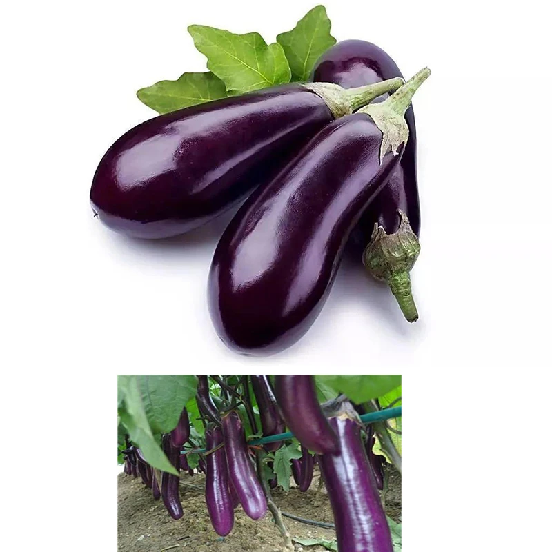 Fertilizer for Tomatoe and Eggplant Vegetable Fast Rooting Garden Plant Food Promote Rhizome Growth Root Crop Hydroponics Farm