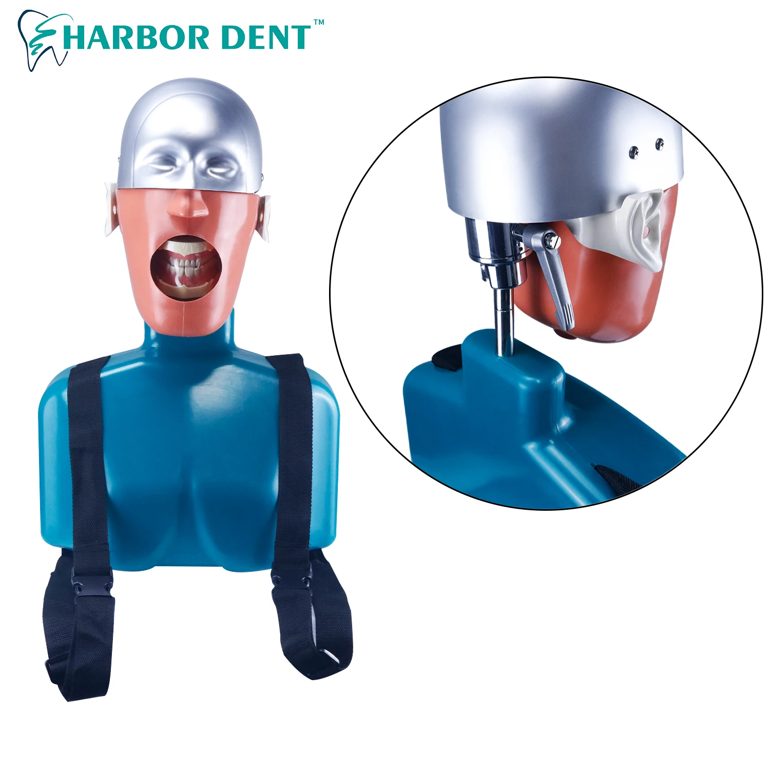 Dental simulator manikin phantom head Dental phantom head model with new style bench mount for dentist education