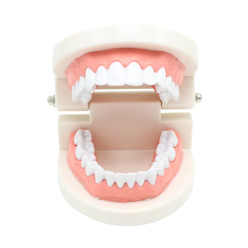 1 pcs Teeth Model Pro Adult White Teeth Model Standard Dental Teaching Study Typodont Demonstration Oral Medical Education Tools