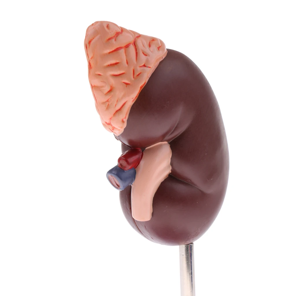 1:1 Lifesize Kidney Model Removable 2 Parts Kidney with Adrenal Gland Anatomical Model (with Base) for School Lab Tool Kits