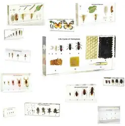 Levenscyclus Insect Specimen Presse-papier Taxidermie Collection Ingebed In Clear Lucite Blok Inbedding Specimen